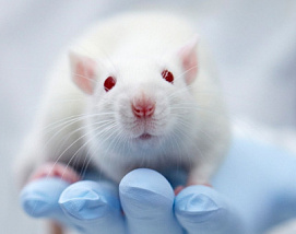 Изучен мозг мышей-победителей