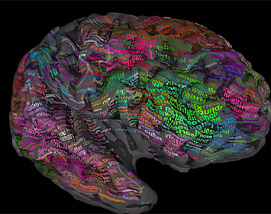 Создана карта областей мозга, содержащих информацию о смысле понятий и групп понятий