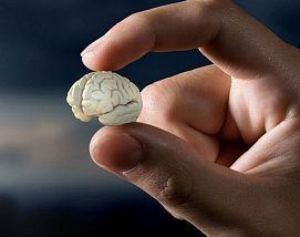 Использование искусственного мини-мозга может стать альтернативой экспериментам на животных