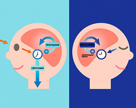 Ионы в головном мозге контролируют цикл сна и бодрствования 