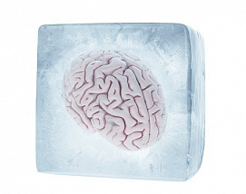 Исследователям впервые удалось заморозить, а потом разморозить мозг млекопитающего