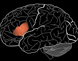 Ученые нашли зону мозга, отвечающую за уникальность человеческого разума
